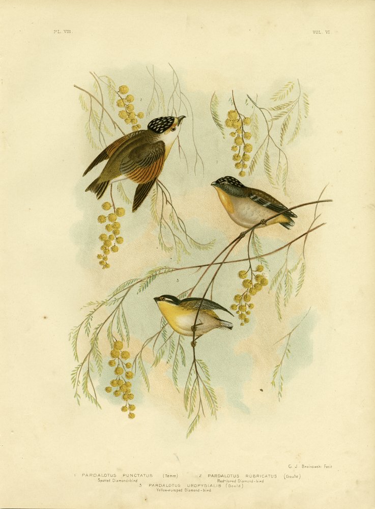 Spotted Diamondbird Or Spotted Pardalote, 1891