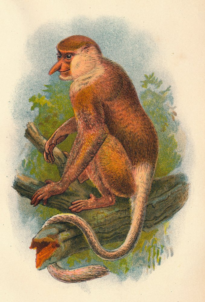 The Proboscis Monkey by Henry Ogg Forbes: Fine art print