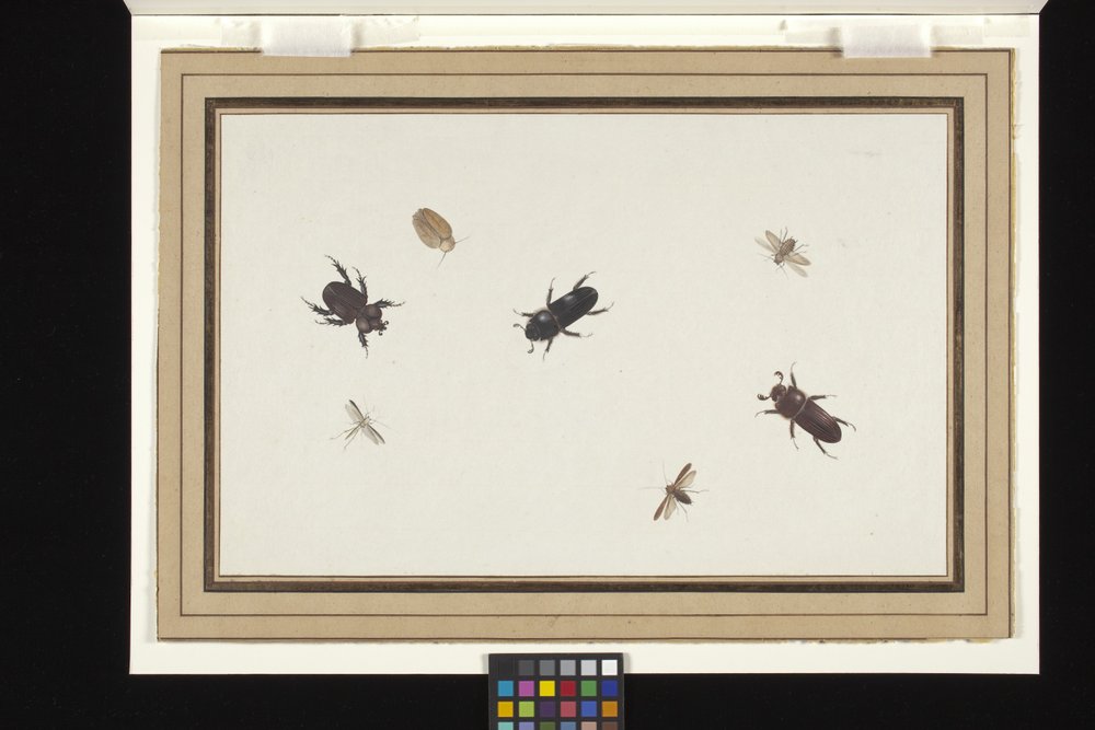 Study of Beetles and Moths by Herman Henstenburgh