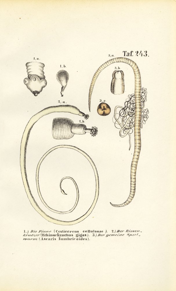 Parasitic Worms and Their Developmental Stages