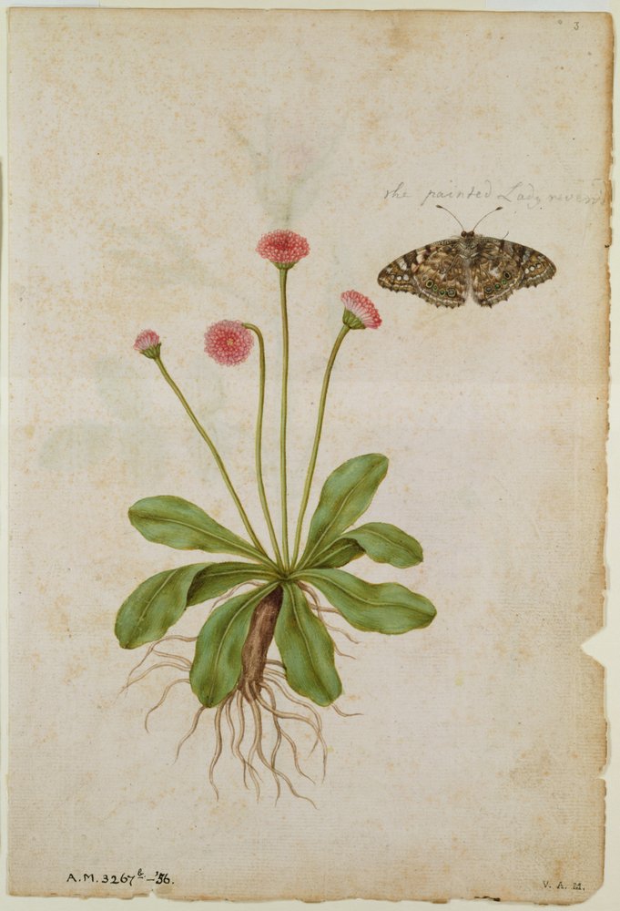 Daisy: and Painted Lady Butterfly, c.1568, by J.le Moyne de Morgues by Jacques (1533-88) Le Moyne