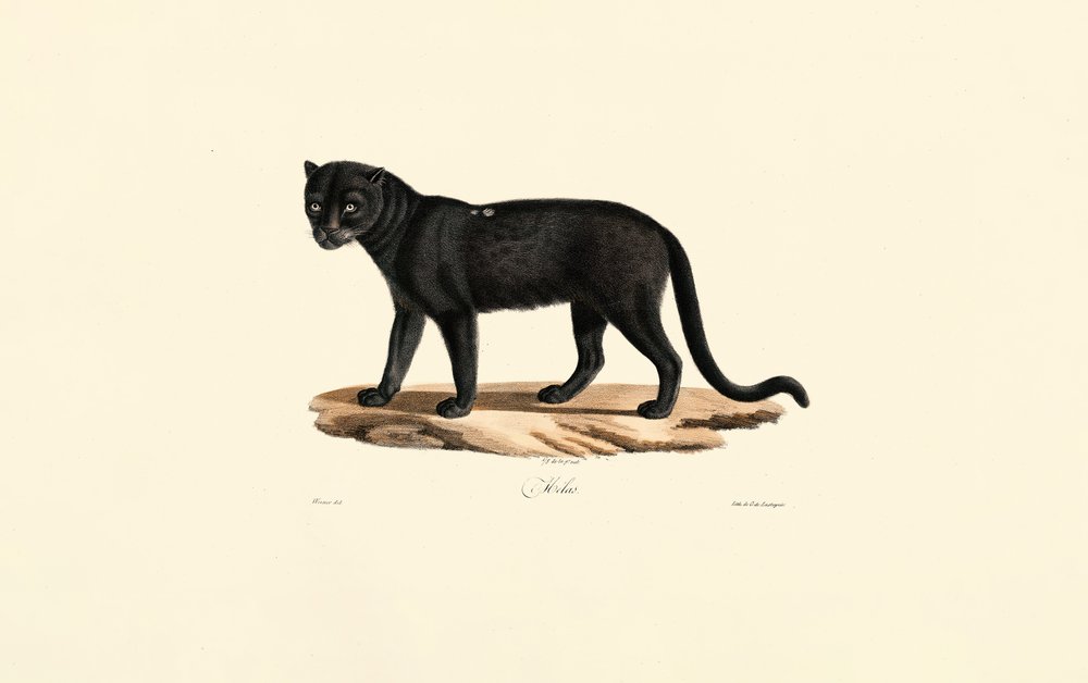 Black Jaguar (Panthera onca) by Jacques Christophe Werner