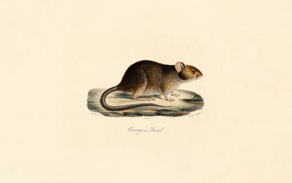 Brazilian Spiny Rat by Jacques Christophe Werner