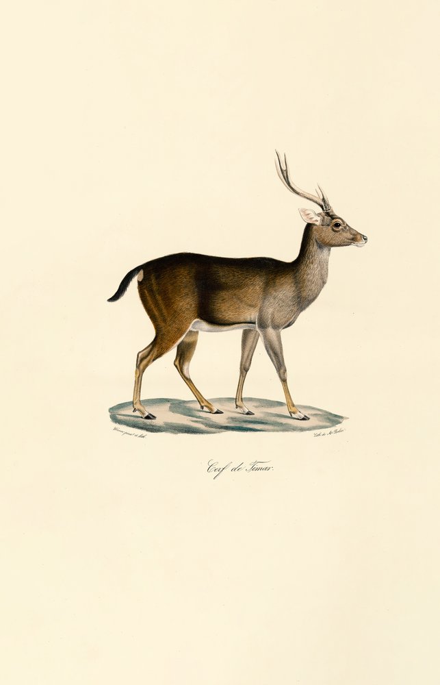 Javan Rusa by Jacques Christophe Werner: Fine art print