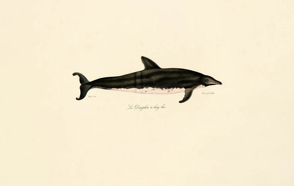 Long-snouted Dolphin by Jacques Christophe Werner