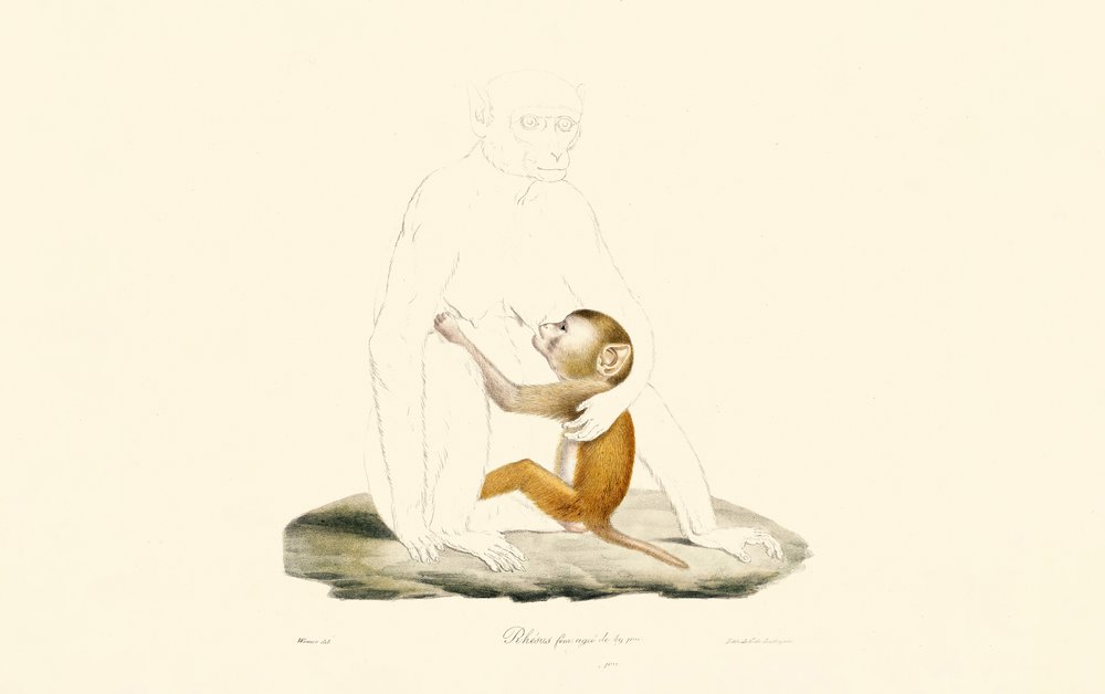 Rhesus Macaque Infant by Jacques Christophe Werner