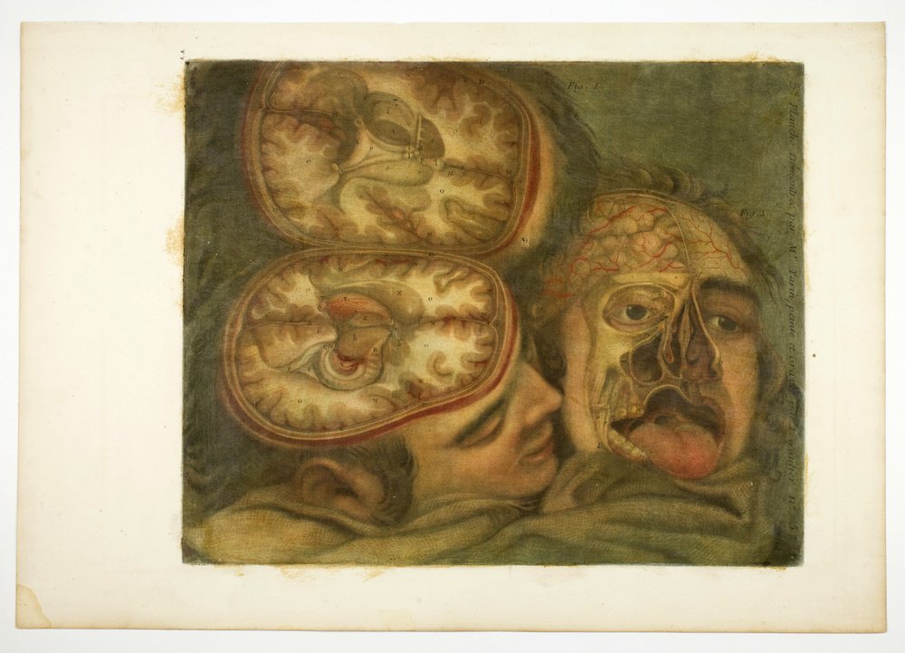 Cranial Dissection, plate five from Anatomy of the Head, in Printed ...