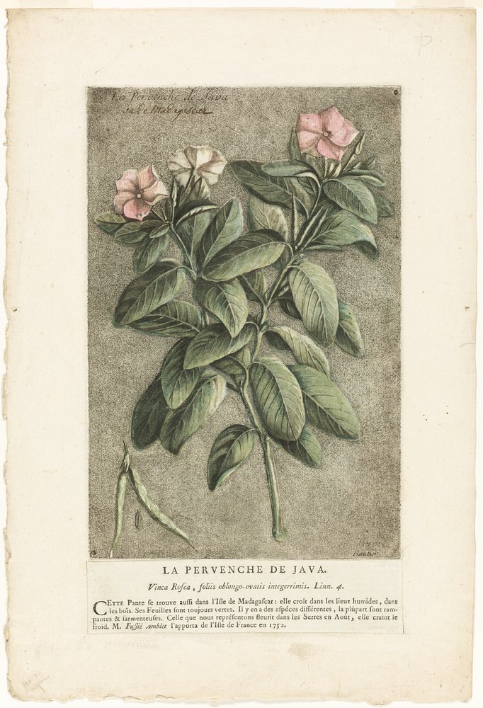 The Periwinkle of Java, from Collection of Usual, Curious, and Foreign Plants by Jacques-Fabien Gautier d