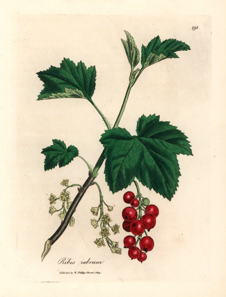 Redcurrant tree, Ribes rubrum, from a botanical illustration by James Sowerby from William Woodville and Sir William Jackson Hooker