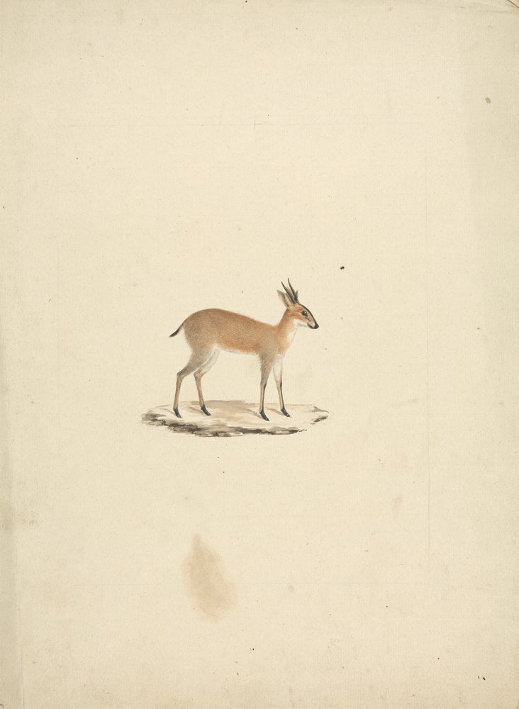 Unidentified Madogua (Dik-dik) by James Bruce