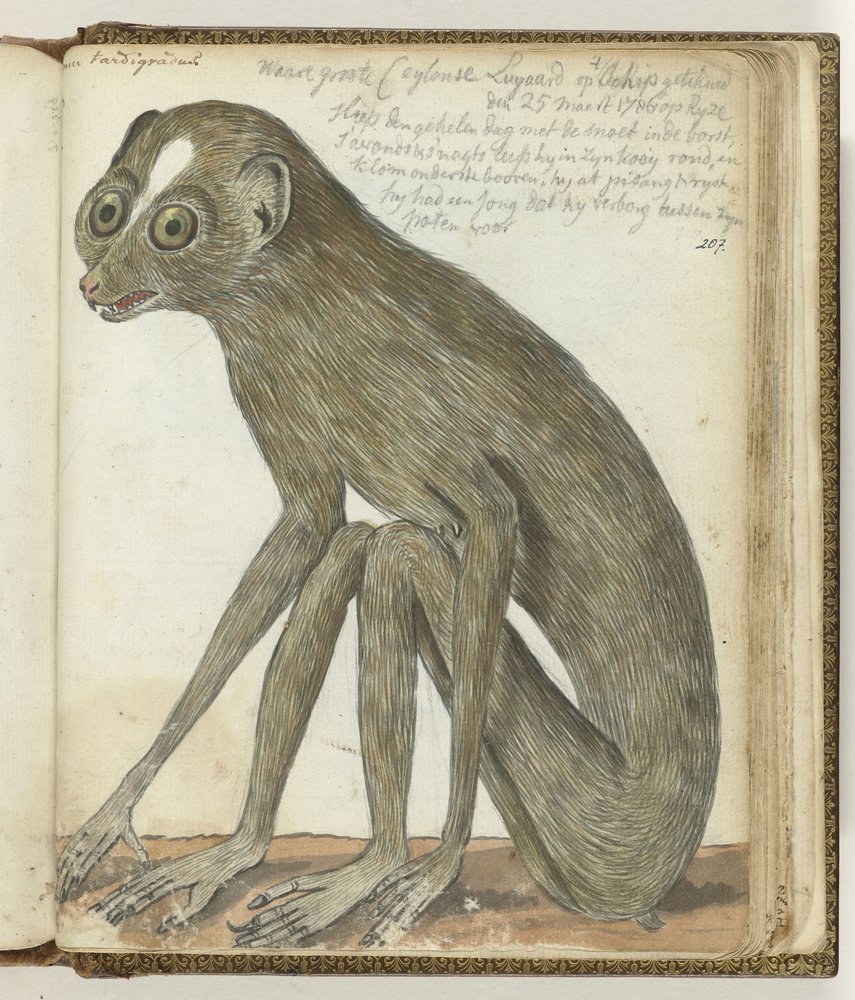 Ceylon Sloth by Jan Brandes: High-quality fine art print