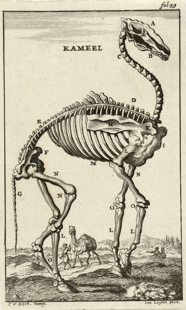 Skeleton of a Camel by Jan Luyken