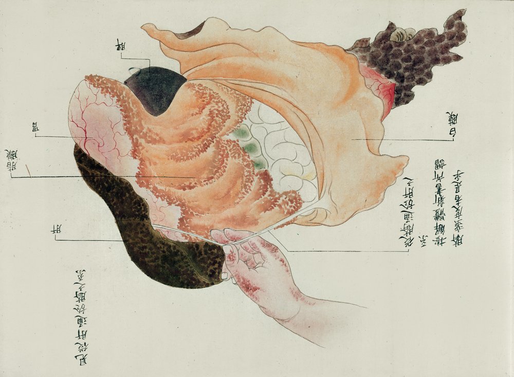 The stomach and intestines from the dissection of a torture victim