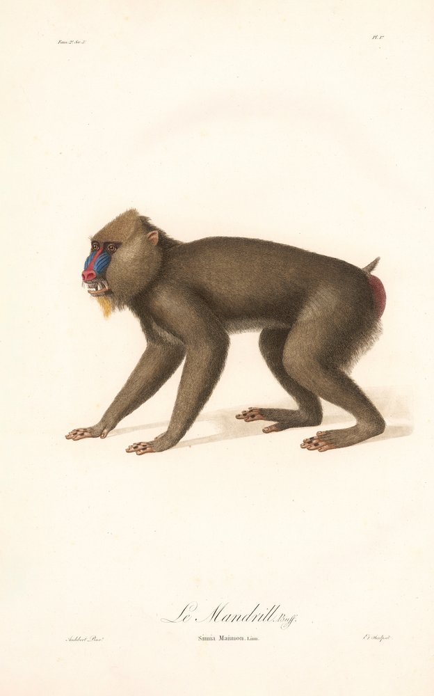Mandrill by Jean Baptiste Audebert: Premium art reproduction