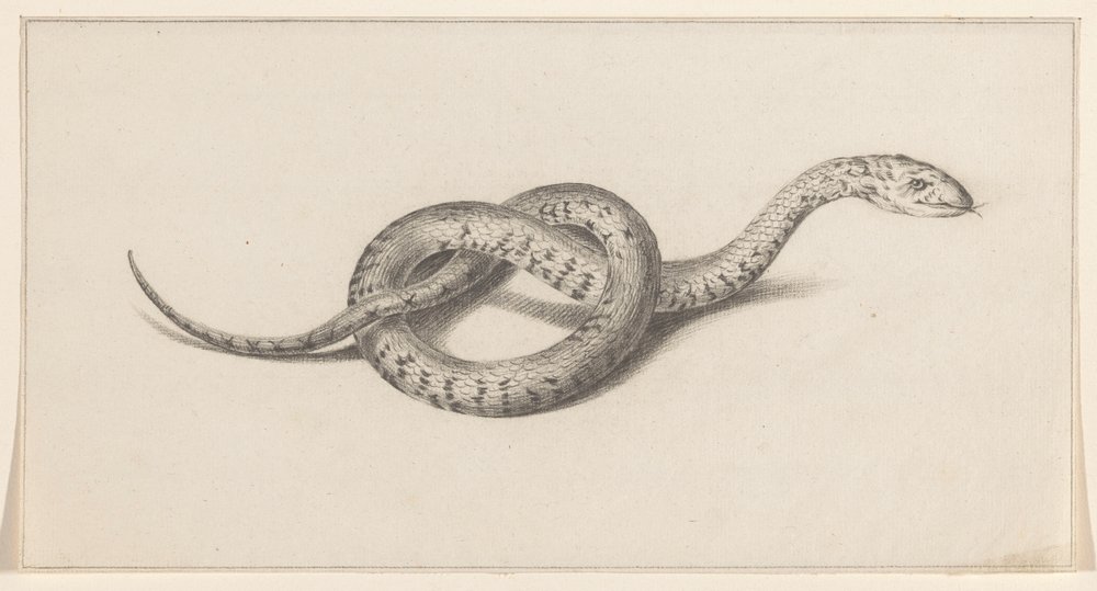Snake by Jean Bernard
