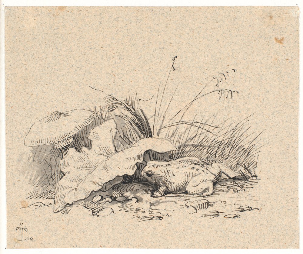 The Common Toad by Johan Thomas Lundbye