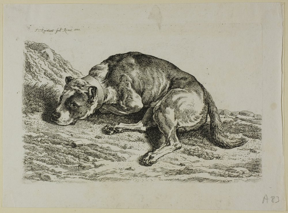 Dog Laying Down, from Die Zweite Thierfolge by Johann Christian Reinhart