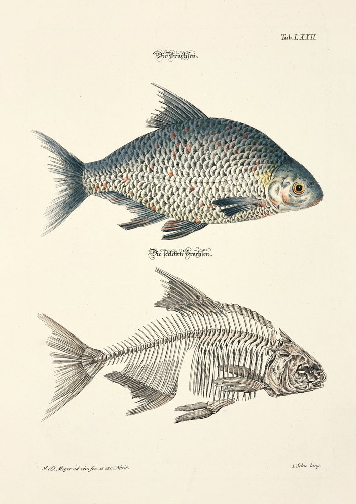 The Common Bream and its Skeleton by Johann Daniel Meyer