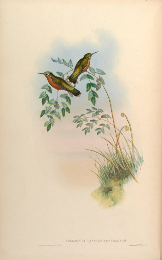 Adelomyia castaneiventris = Lampornis castaneoventris Female by John Gould
