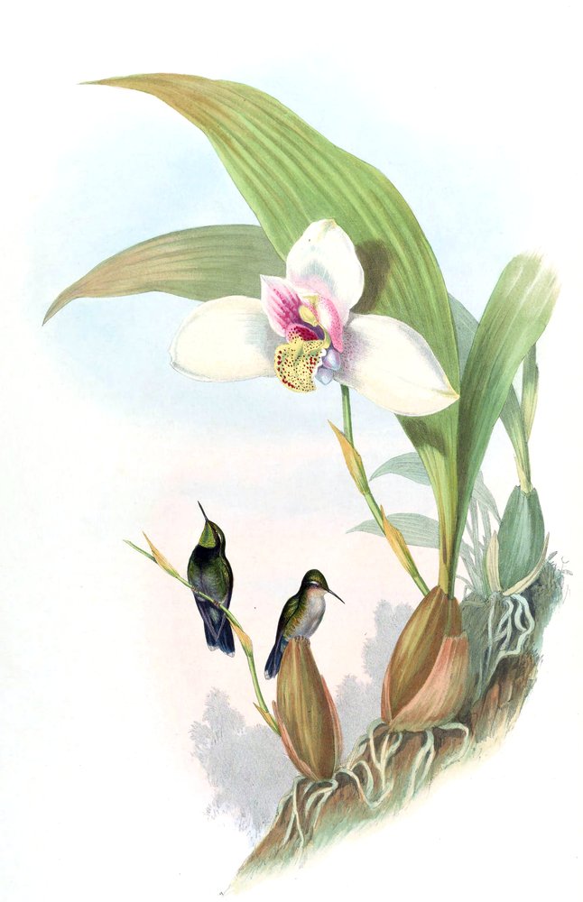 Myiabeilla typica = Abeillia abeillei by John Gould
