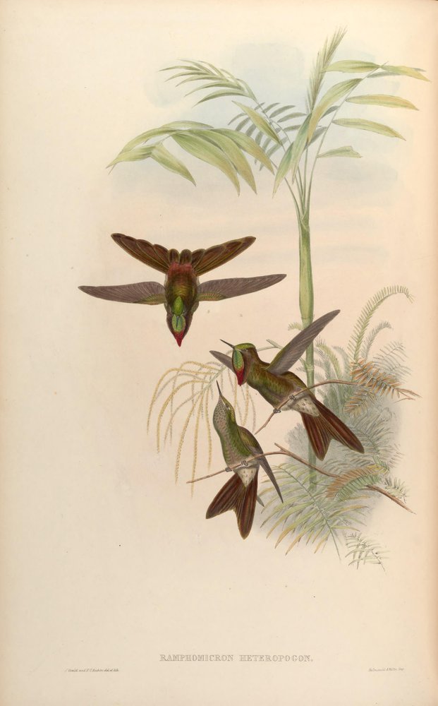 Ramphomicron heteropogon = Chalcostigma heteropogon by John Gould