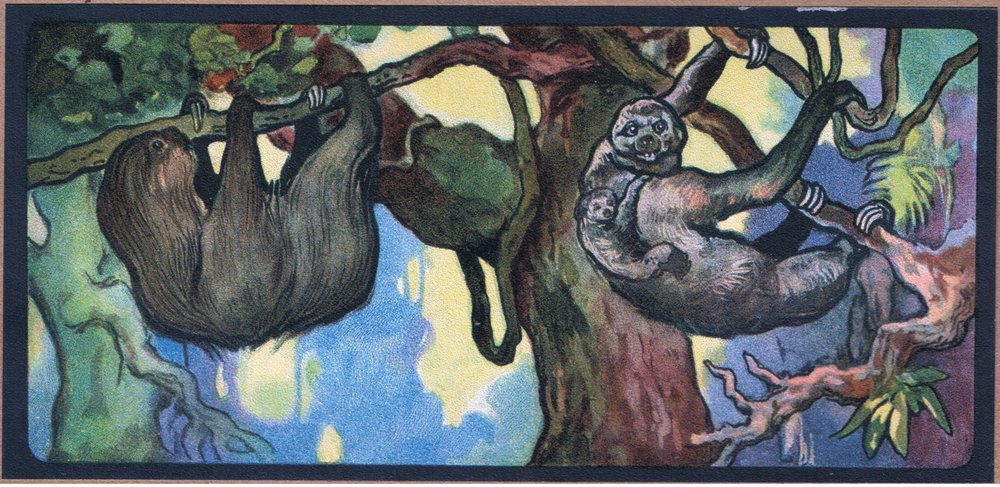 Sloth by John Edwin Noble: Premium art reproduction