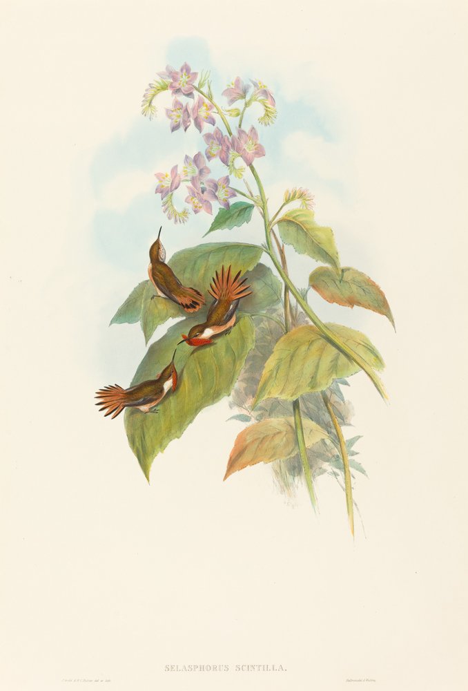 Scintillant Hummingbird. Creators: John Gould, Henry Constantine Richter by John Gould and Henry Constantine Richter John Gould and Henry Constantine Richter
