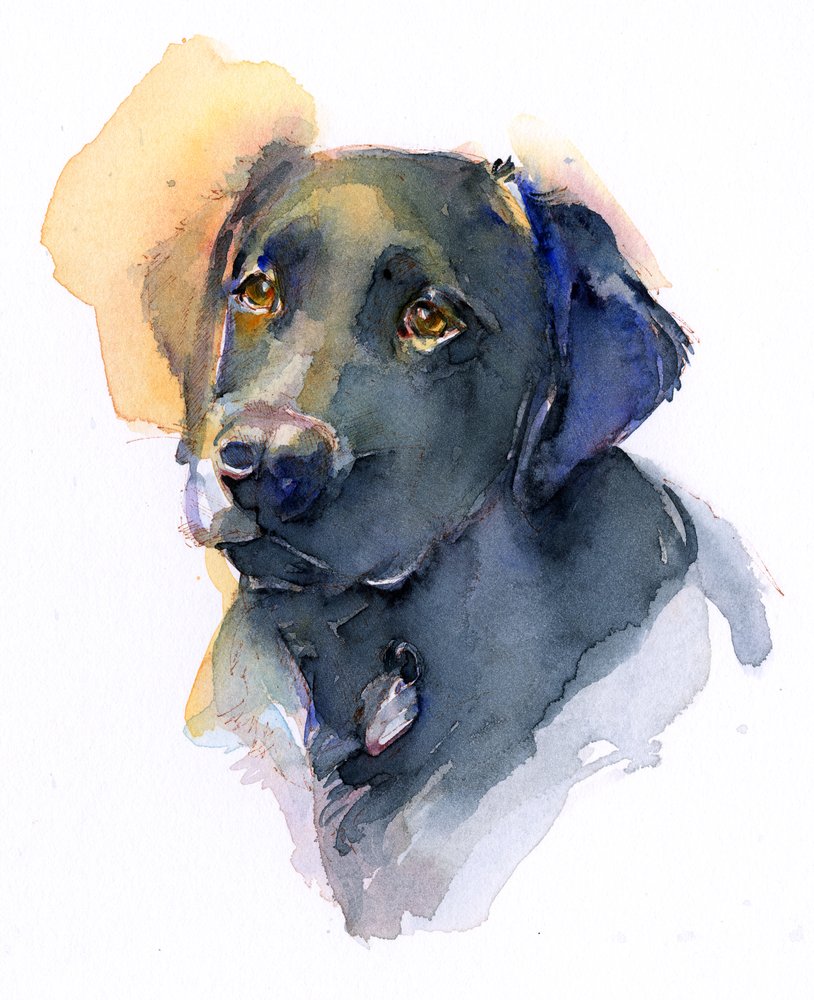 Black Labrador, 2017 by John Keeling