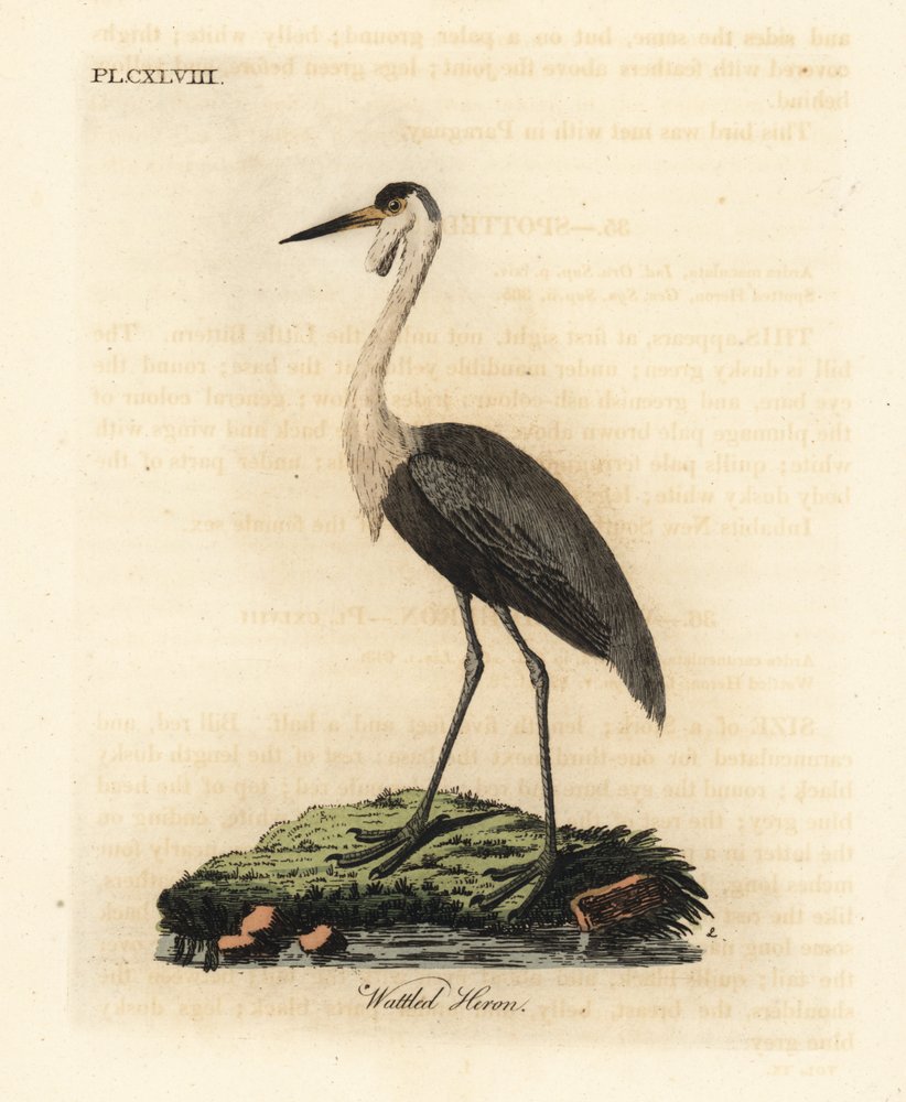 Wattled skull, Bugeranus carunculatus. Vulnerable. (Wattled heron, Ardea carunculata.) Handcoloured copperplate drawn and engraved by John Latham from his own A General History of Birds, Winchester by John Latham