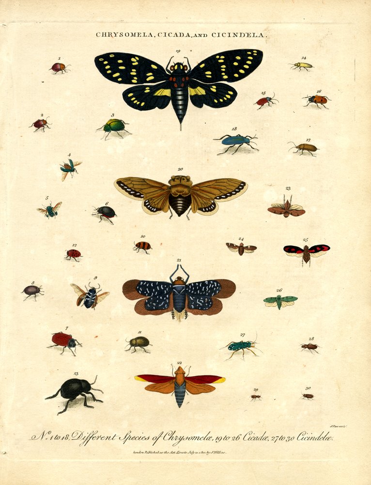 Chrysomela, Cicada and Cicindela by John Pass