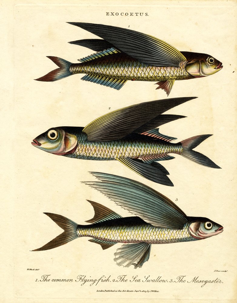 Flying Fish by John Pass: Highest-quality art reproduction