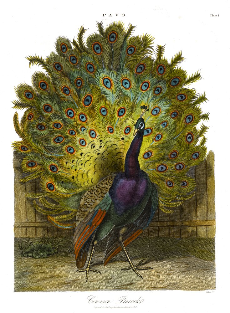 Pavo: Common Peacock by John Pass