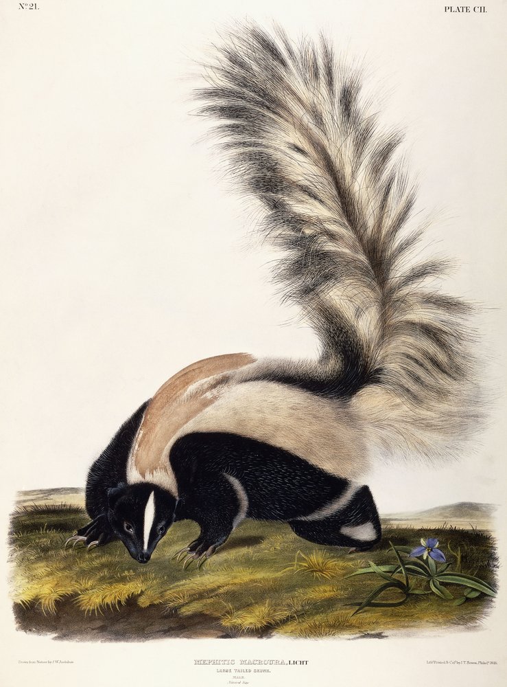 Brown or Norway Rat - Plate 54 — Audubon Art Prints