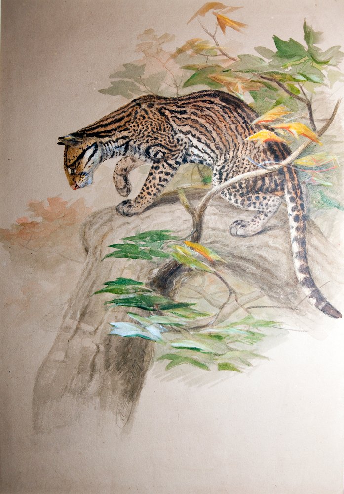 Ocelot, 1851-52 by Joseph Wolf: Premium art reproduction