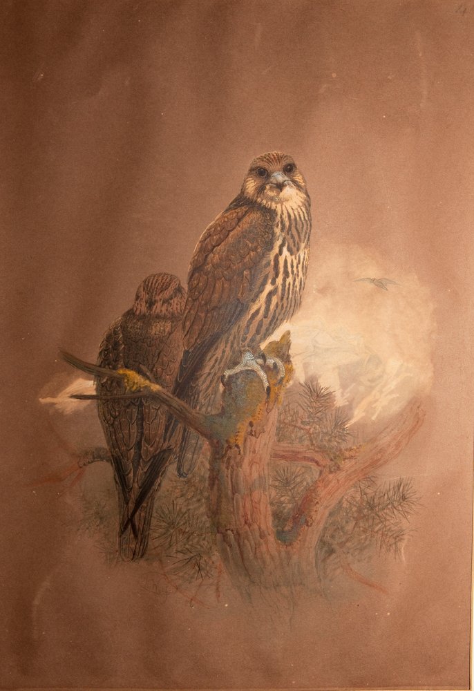 Saker Falcon (Falco sacer), 1856-67 by Joseph Wolf