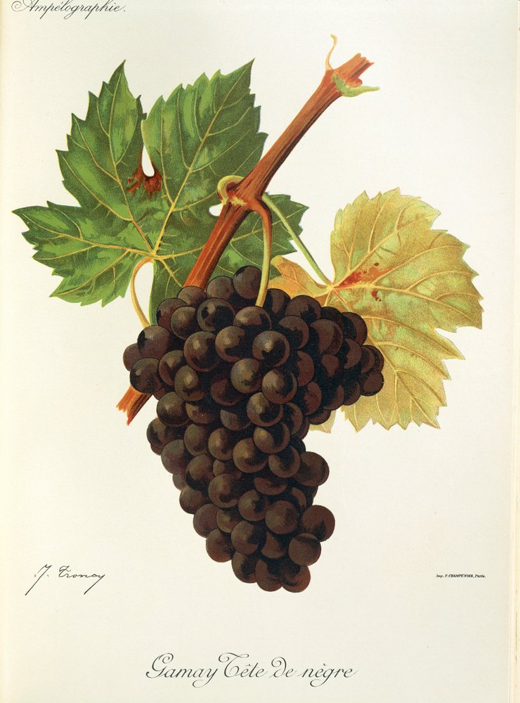 Gamay Tête Noire grape by J. Troncy by Jules Troncy