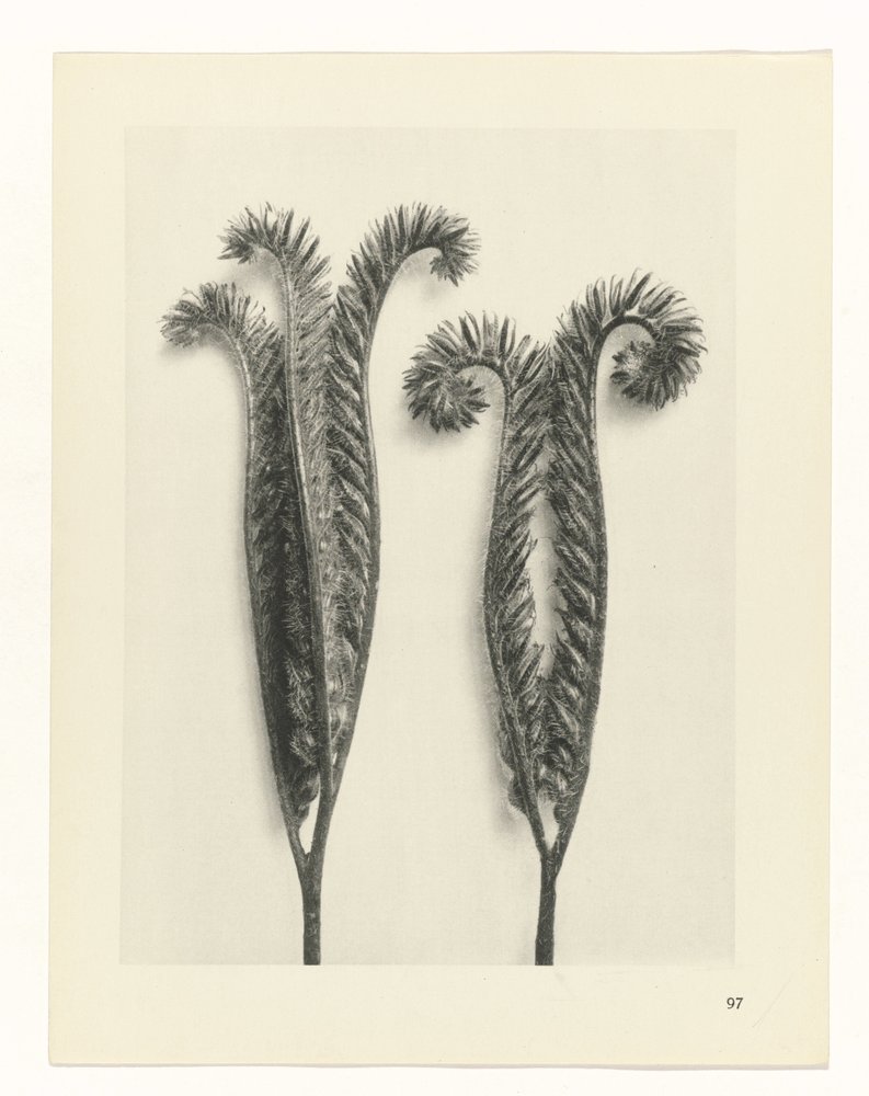 Plant Study (series title: Urformen der Kunst)