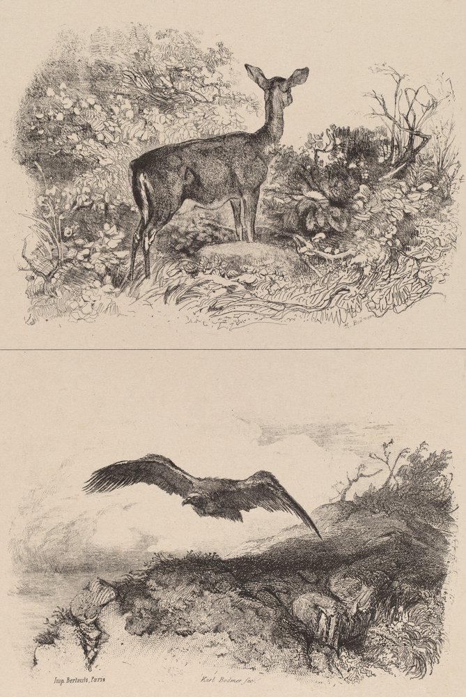 Deer, Eagle by Karl Bodmer