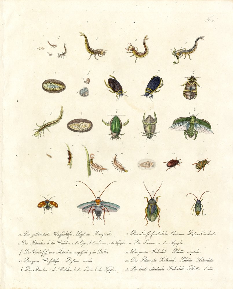 Water Beetles and Various Insect Developmental Stages