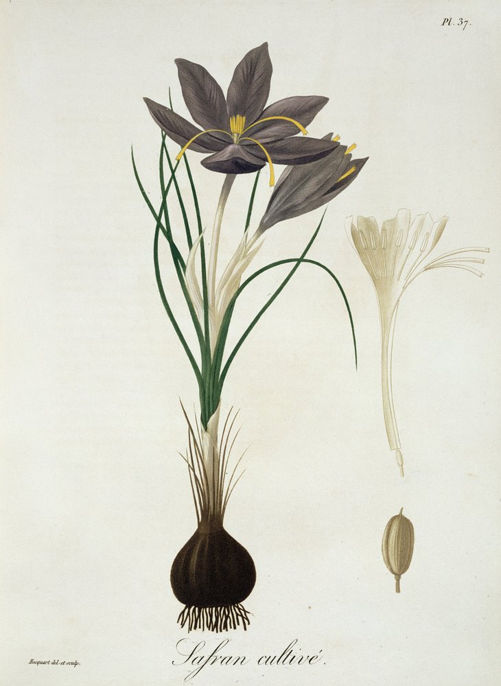 Saffron Crocus from ’Phytographie Medicale’ by Joseph Roques (1772-1850), published in 1821 by L.F.J. Hoquart