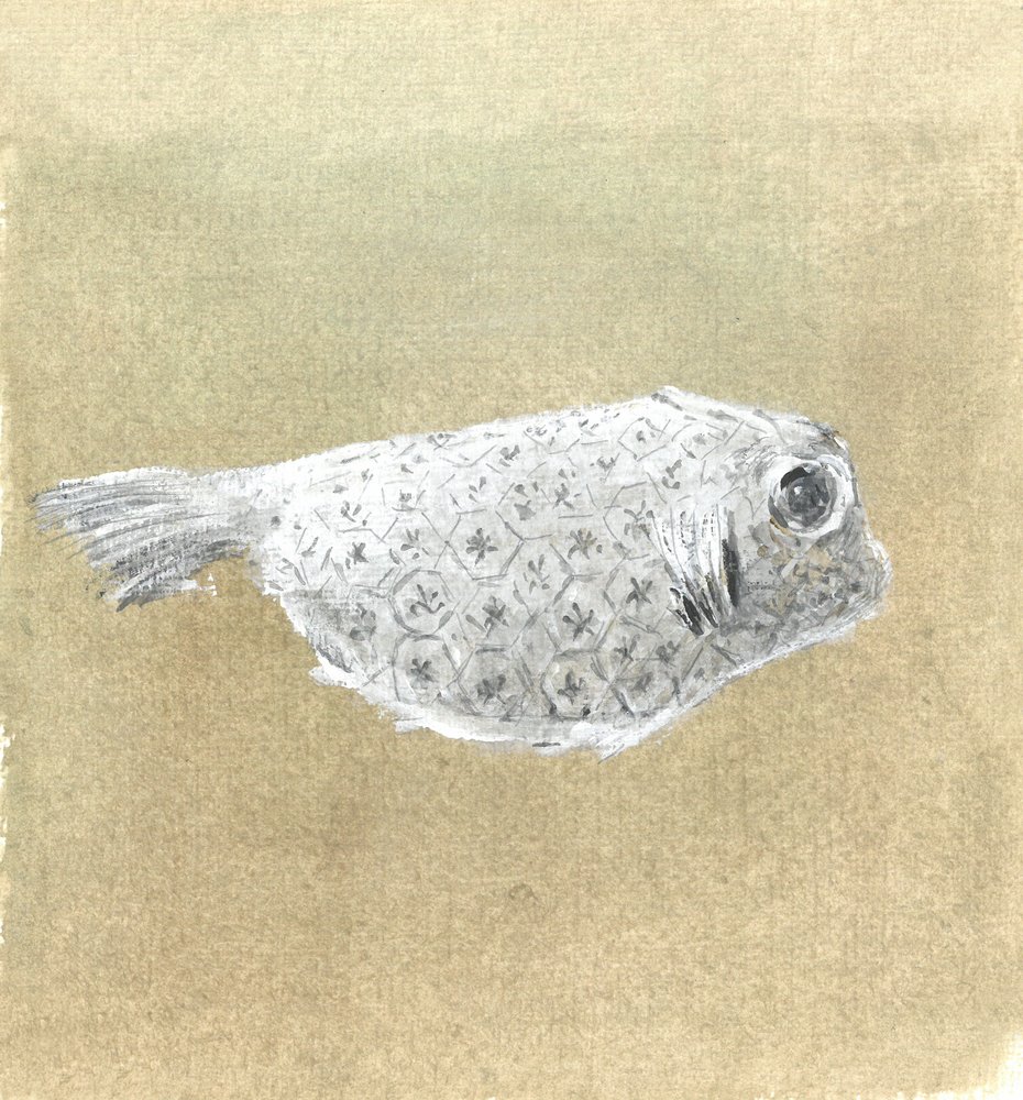 Box Fish, Sri Lanka, 2015 by Lincoln Seligman