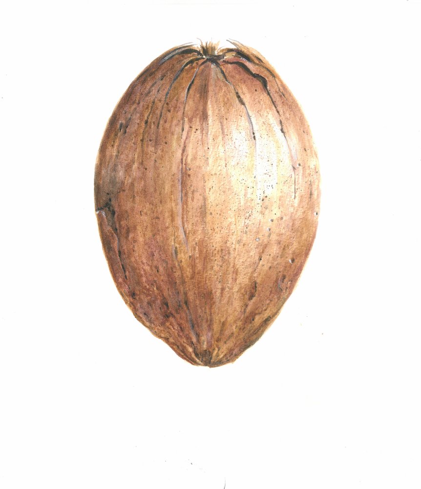 Coconut by Lincoln Seligman