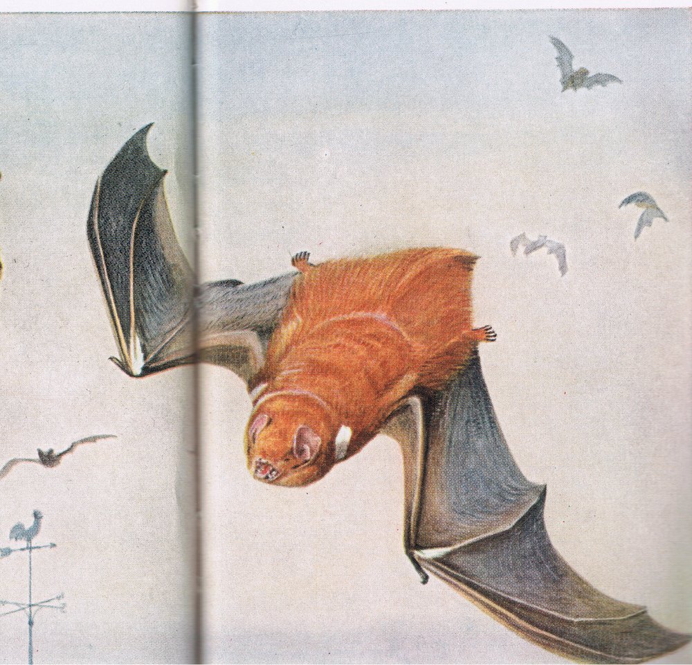 Red Bat by Louis Agassiz Fuertes