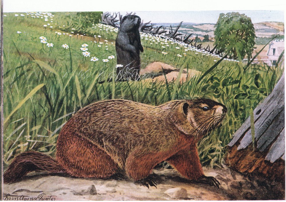 Woodchuck, best known of all the marmots, feeds on pasture by Louis Agassiz Fuertes