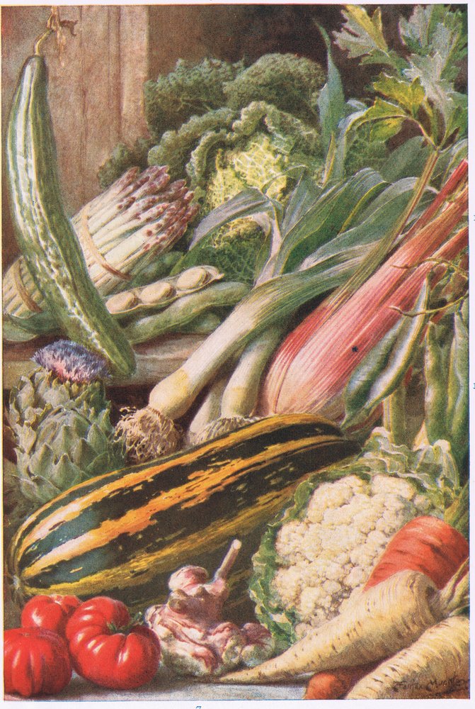 Garden Vegetables, illustration from 