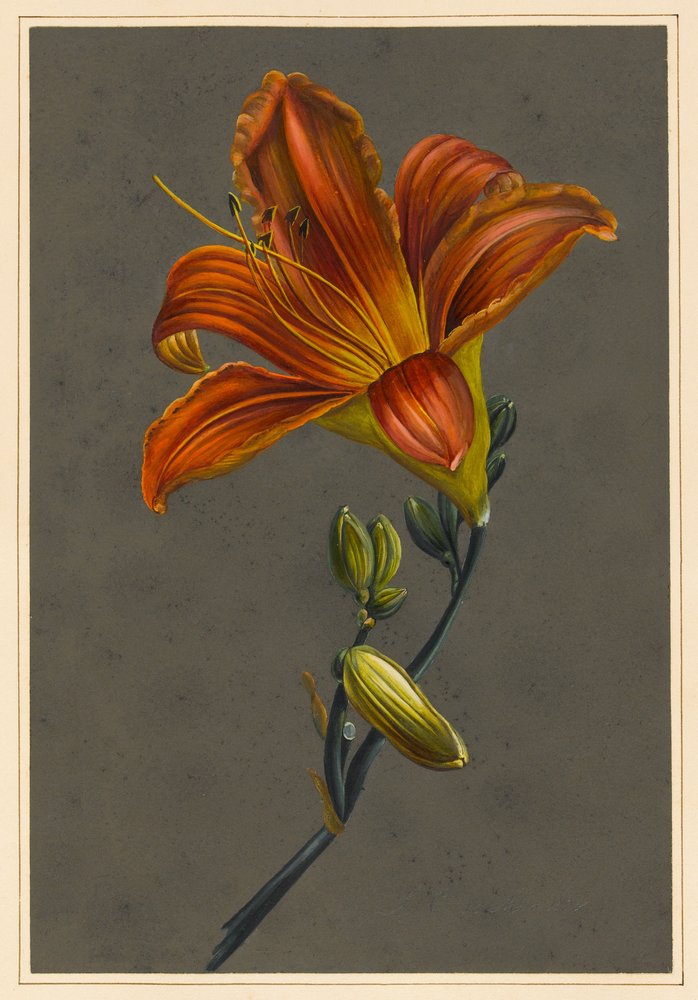 Day Lily by Louise DOrleans