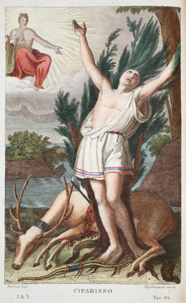 Cyparissus into a Tree or Ciparisso, Book X, illustration from Ovid