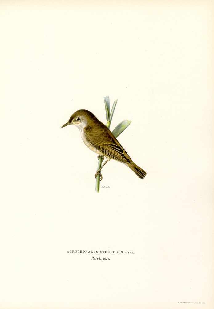 Reed Warbler by Magnus Ferdinand and Wilhelm von Wright