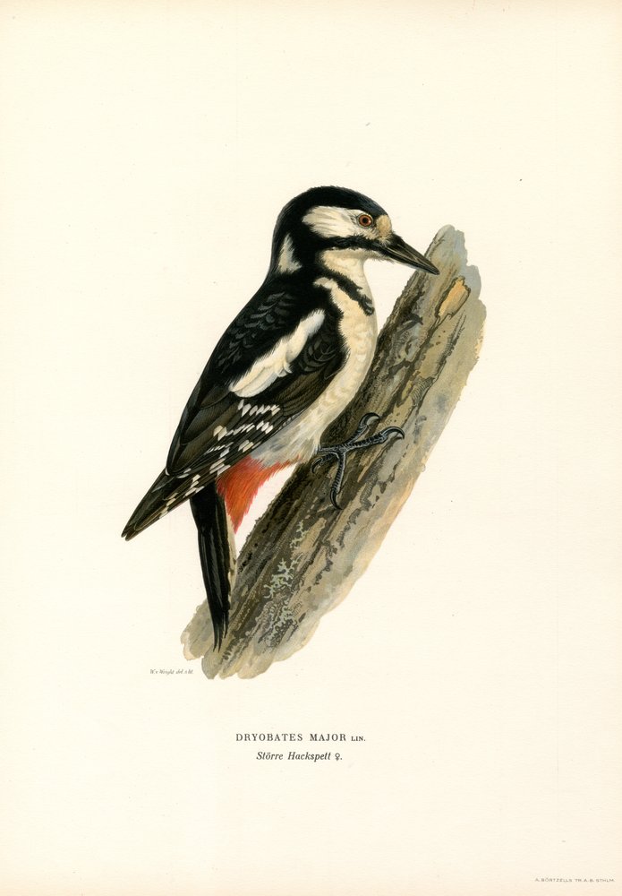 woodpecker drawing with colour