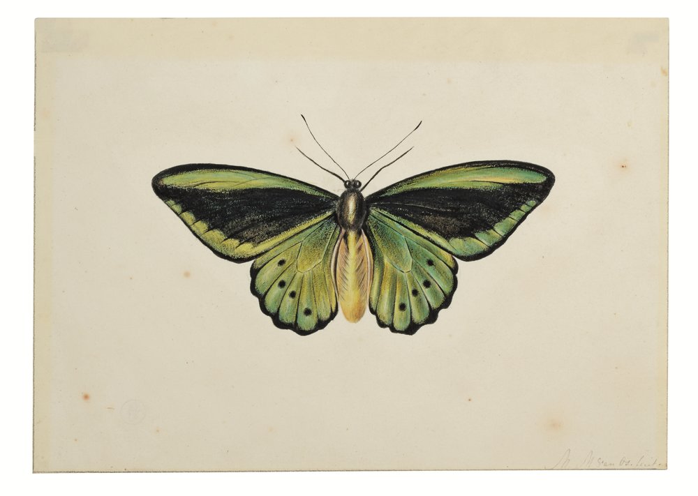 Butterfly, Common Green Birdwing (Ornithoptera priamus)